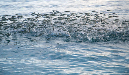 Navigating the future of seafood processing