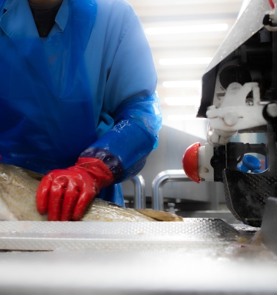 Operator fillets fish on Curio Filleting Platform