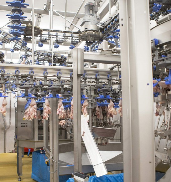 Thigh Fillet System Cp Hengshui