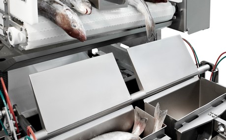 Speedbatcher fish batching system