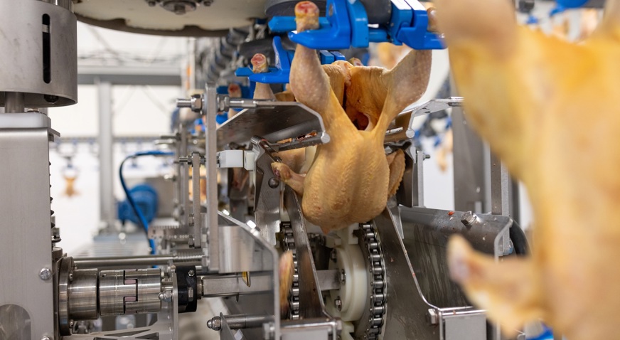 Wingmaster Yellow Chicken