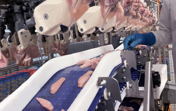 FHF Tenderloins Harvested