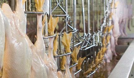 Donstar: processamento de patos de alta velocidade de classe superior 