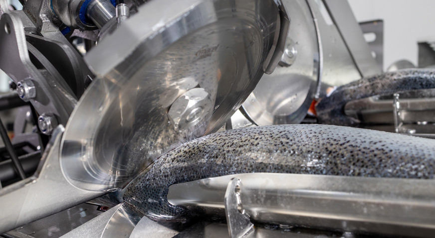 Salmon Deheader MS 3028 Cutting