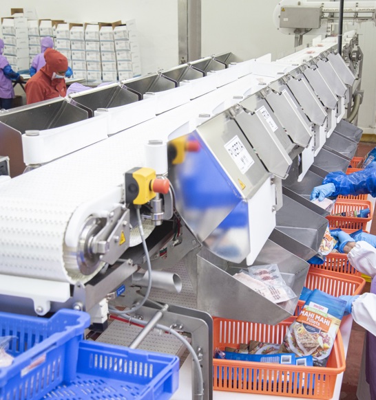 Coinrefri Workers Along Fish Processing Line