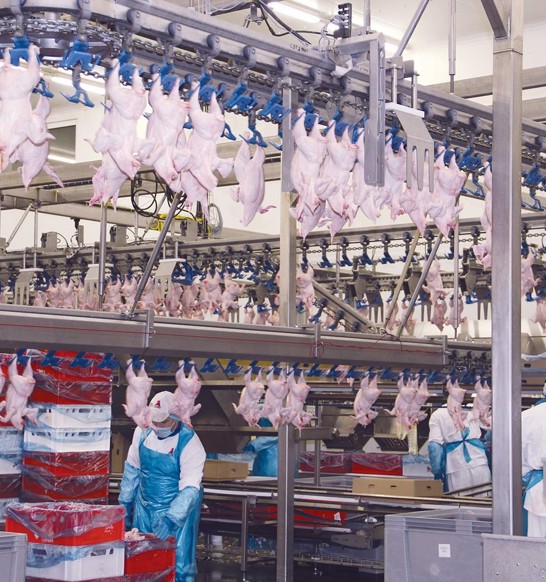 Cedrob_poultry-processing-plant-poland.jpg