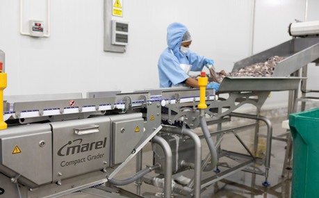 Peru Frost Compact Grader 2